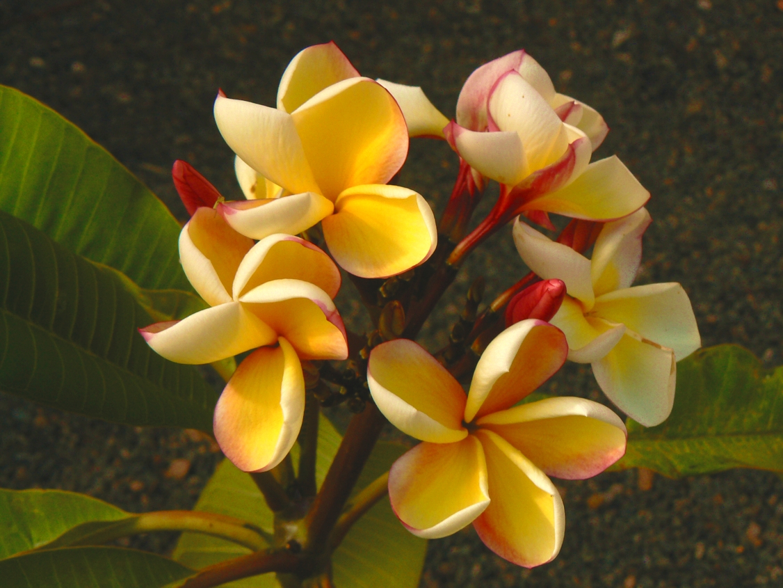 Frangipani